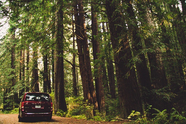 Minivan parked in the woods, featuring a Roadloft minivan conversion kit, creating a cozy outdoor living space.